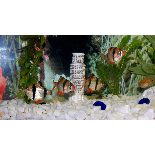Green Tiger Barb for Sale UK - Puntigrus tetrazona 3.1-3.5cm