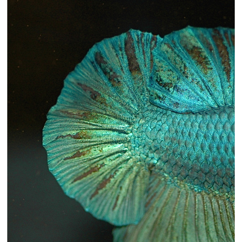 Halfmoon Plakat Betta Male for Sale UK - Betta splendens 4-5cm