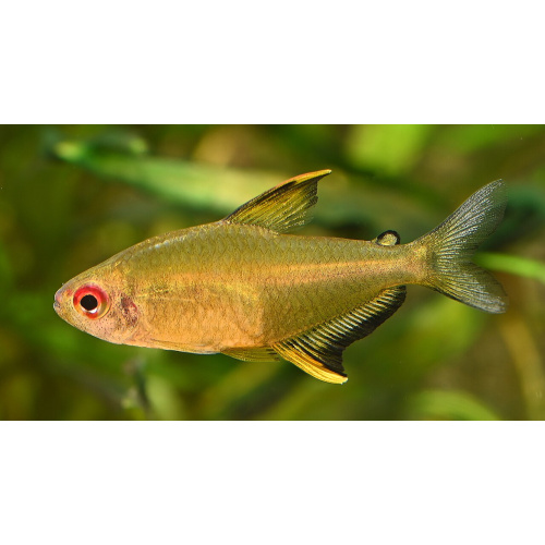 Lemon Tetra for Sale UK - Hyphessobrycon pulchripinnis 2.1-2.5cm