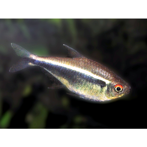 Neon Tetra for Sale UK - Paracheirodon innesi 2.1-2.5cm