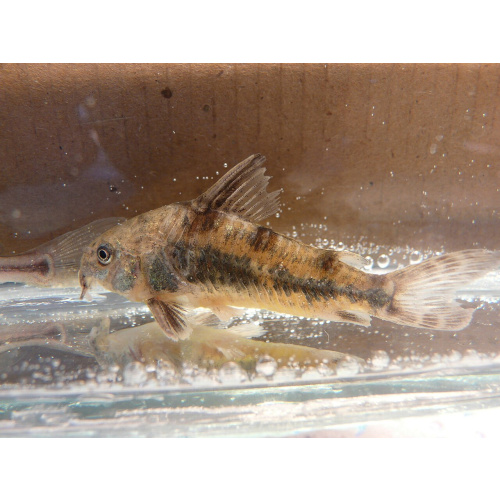 Peppered Corydoras for Sale UK - Corydoras paleatus 2-3cm