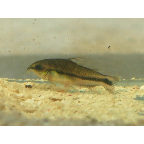 Pygmy Corydoras for Sale UK - Corydoras pygmaeus 2-3cm