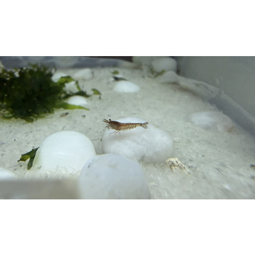 Red Cherry Shrimp (Sakura Grade) for Sale UK - Neocaridina davidi 1.5-2cm