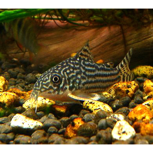 Sterbai Corydoras for Sale UK - Corydoras sterbai 2-3cm