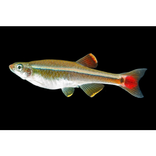 White Cloud Mountain Minnow for Sale UK - Tanichthys albonubes 2.1-2.5cm