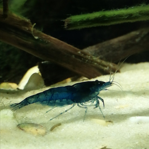Yellow Golden Back Shrimp for Sale UK - Neocaridina davidi 1.5-2cm