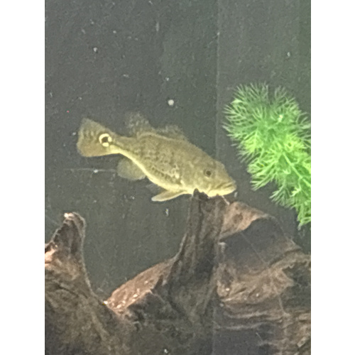 Spider Kelberi Bass x5