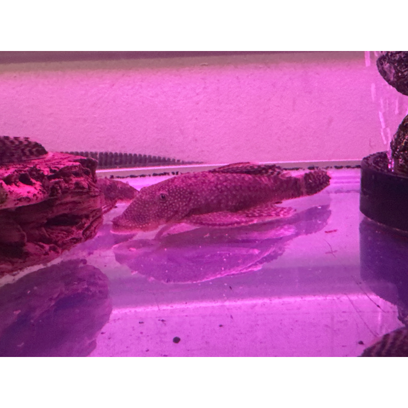 Bristle nosed Pleco
