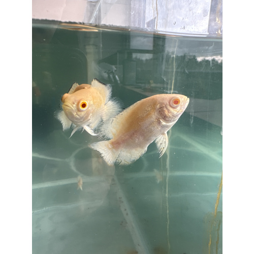 Albino Oscar for Sale UK - Astronotus ocellatus 5-6cm