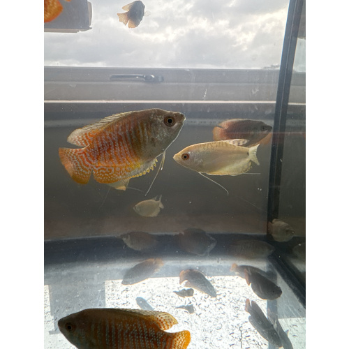 Dwarf Gourami for Sale UK - Trichogaster lalius 3-4cm