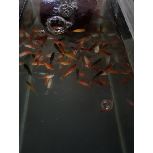 Assorted Platy for Sale UK - Xiphophorus maculatus 3.1-3.5cm
