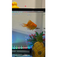 Peter the goldfish