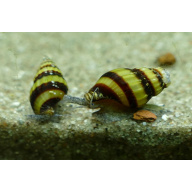 Clea Helena Assassin Snail, tropical freshwater aquarium snail