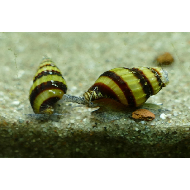 Clea Helena Assassin Snail, tropical freshwater aquarium snail