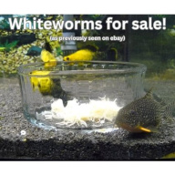 WHITE WORM CULTURE - BREEDING KIT - Nourishing live food for your fish!