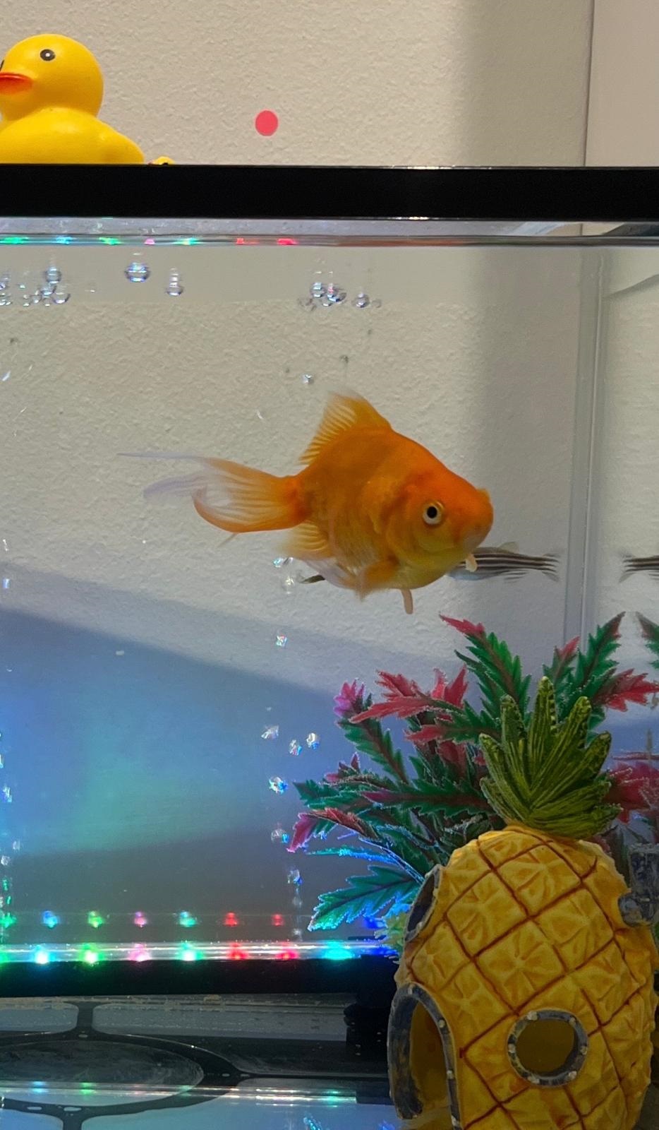 Peter the goldfish