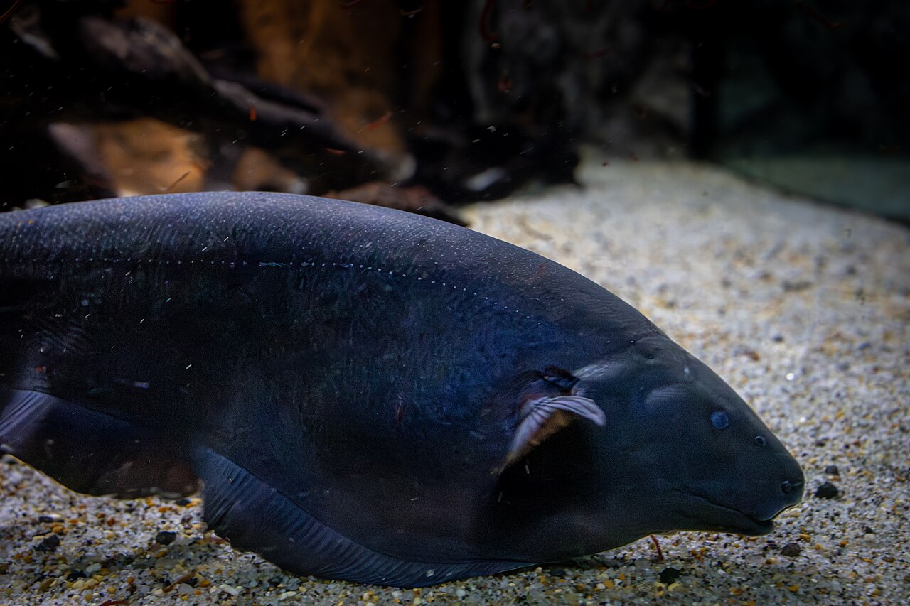 Black Ghost Knifefish for Sale UK - Apteronotus albifrons 4-5cm