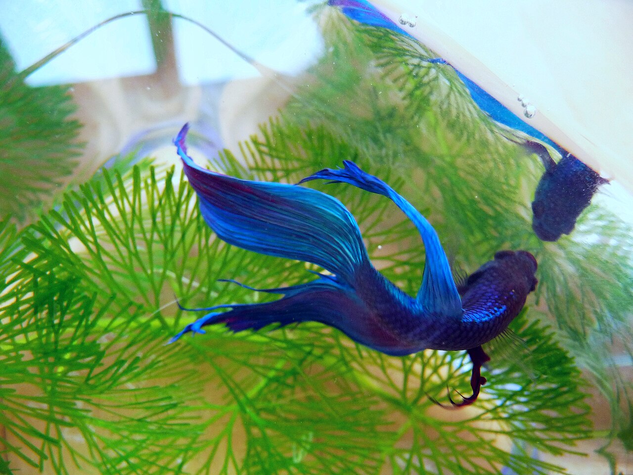 Dragon Halfmoon Betta Male for Sale UK - Betta splendens 4-5cm