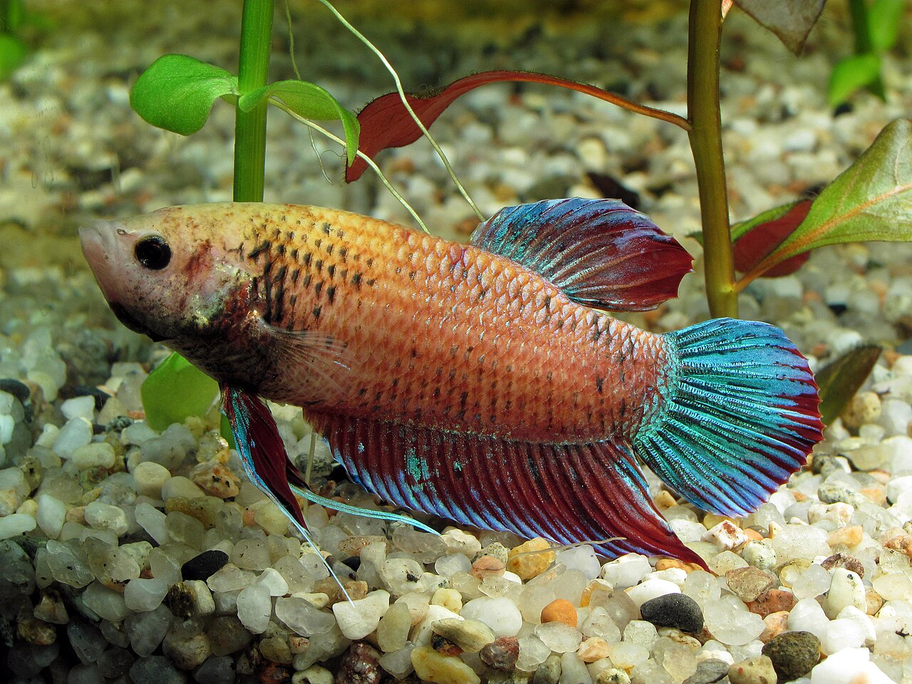Nemo Betta Male for Sale UK - Betta splendens 4-5cm